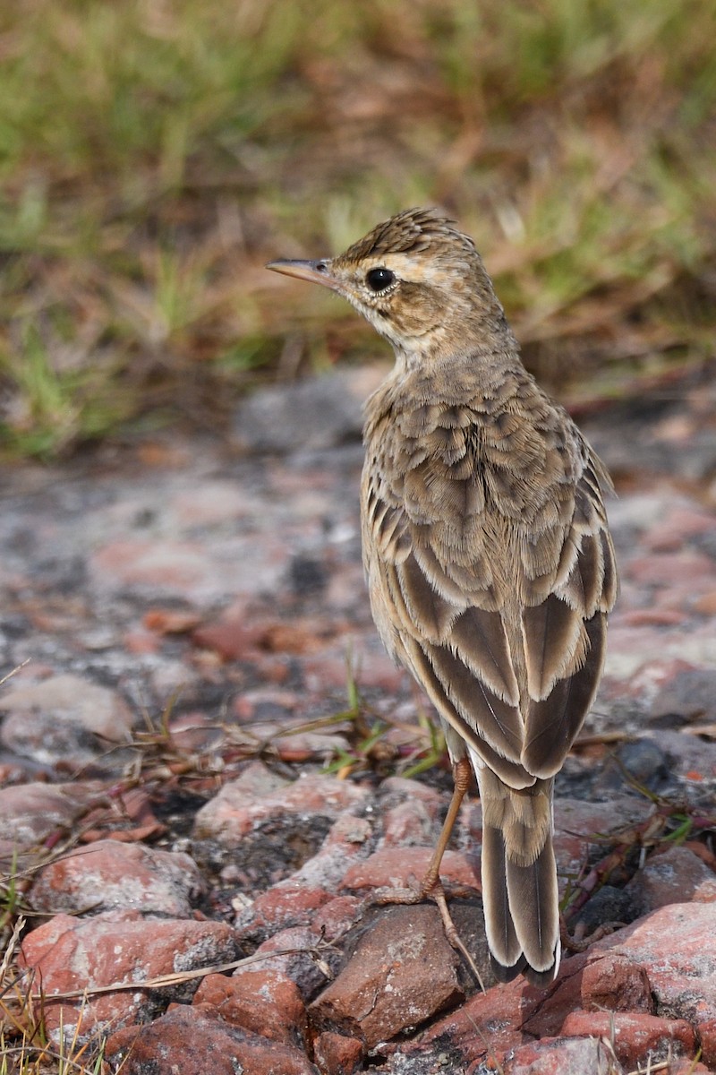 ヒメマミジロタヒバリ - ML645874839