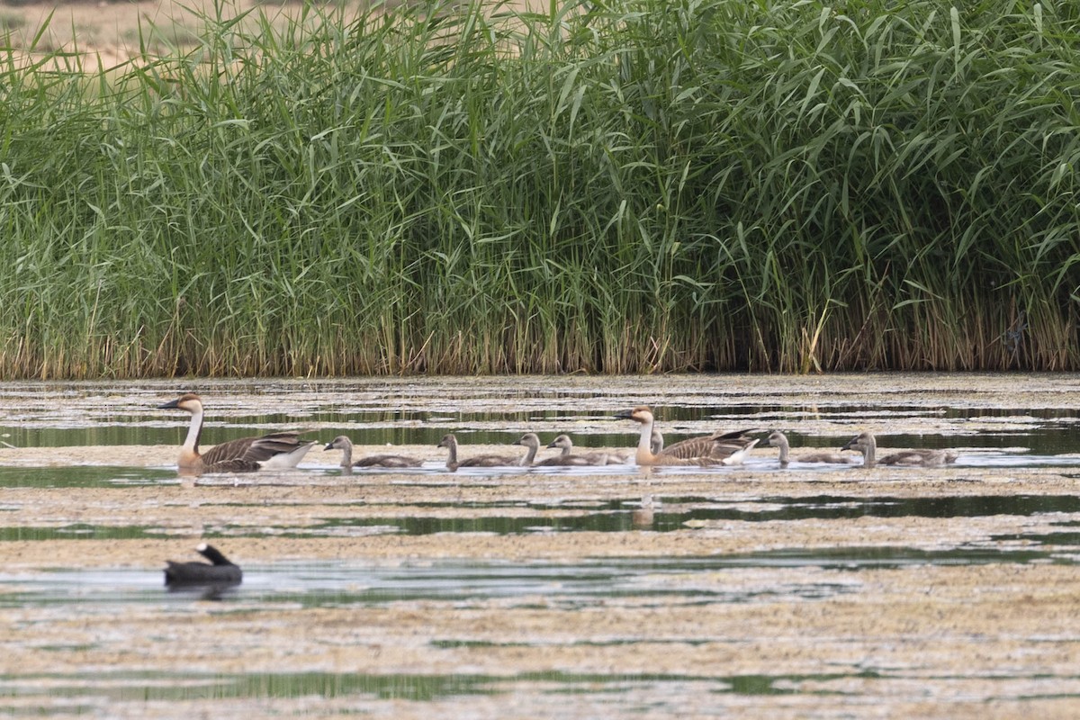 husa labutí - ML645874850