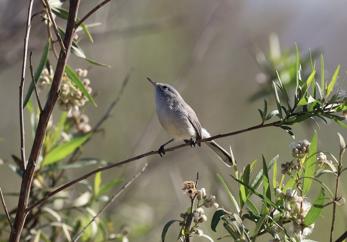 Голубая комароловка - ML645874853