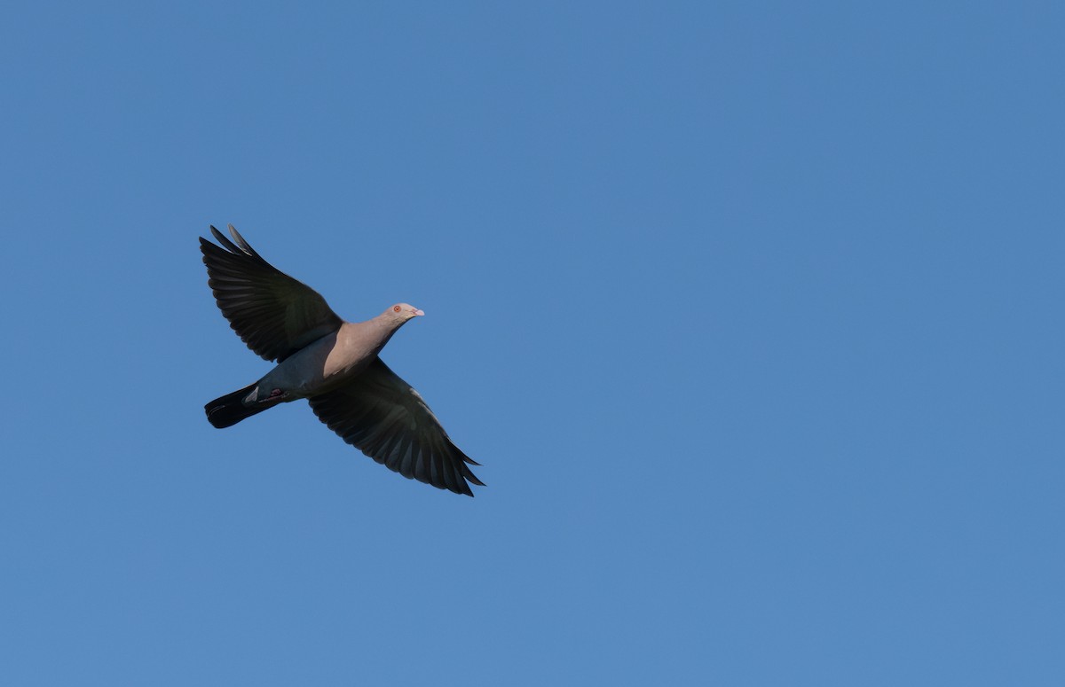 Red-billed Pigeon - ML645874854