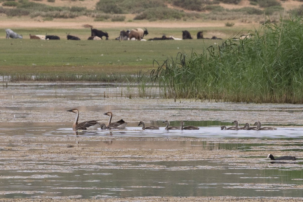 husa labutí - ML645874858