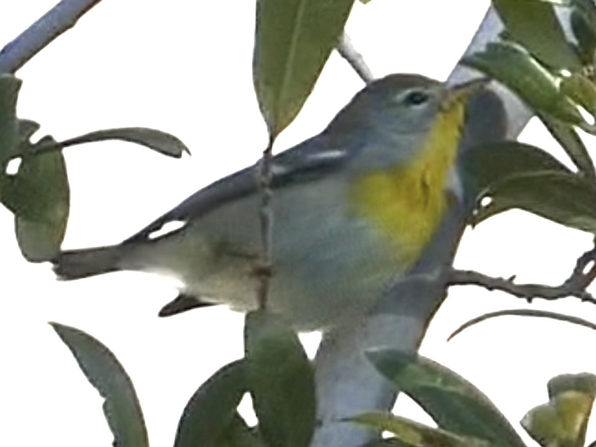 Northern Parula - ML645874862