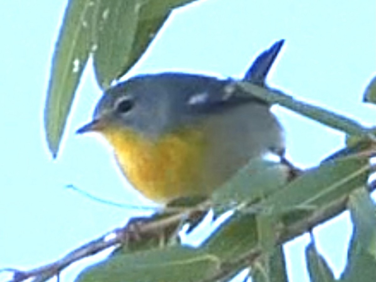 Northern Parula - ML645874863