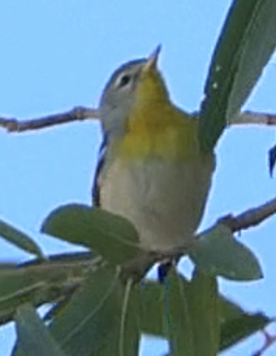 Northern Parula - ML645874865
