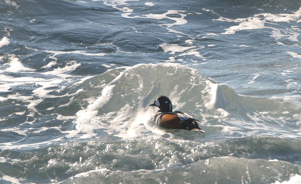 Moretta arlecchino - ML645874899