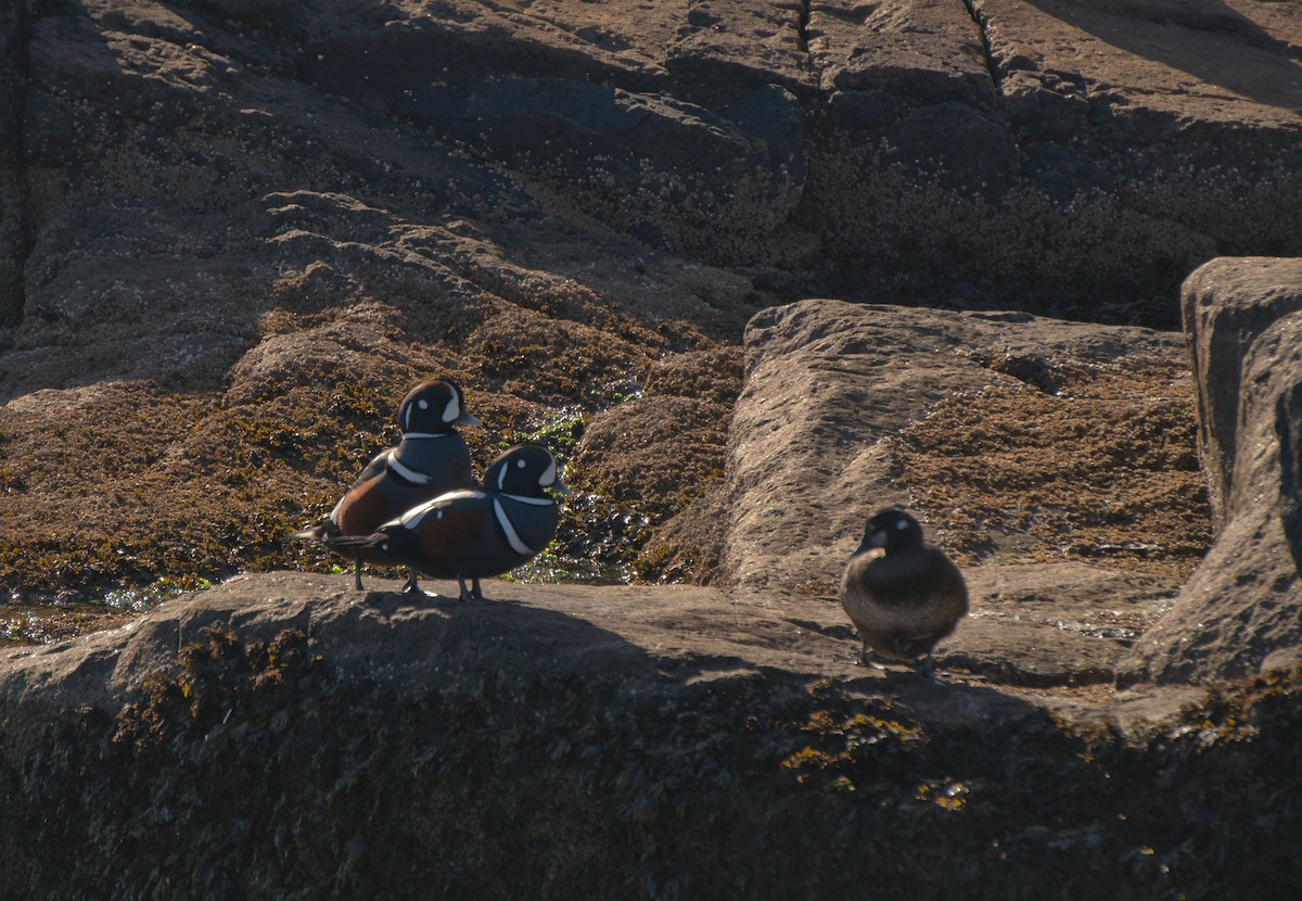 Moretta arlecchino - ML645874900