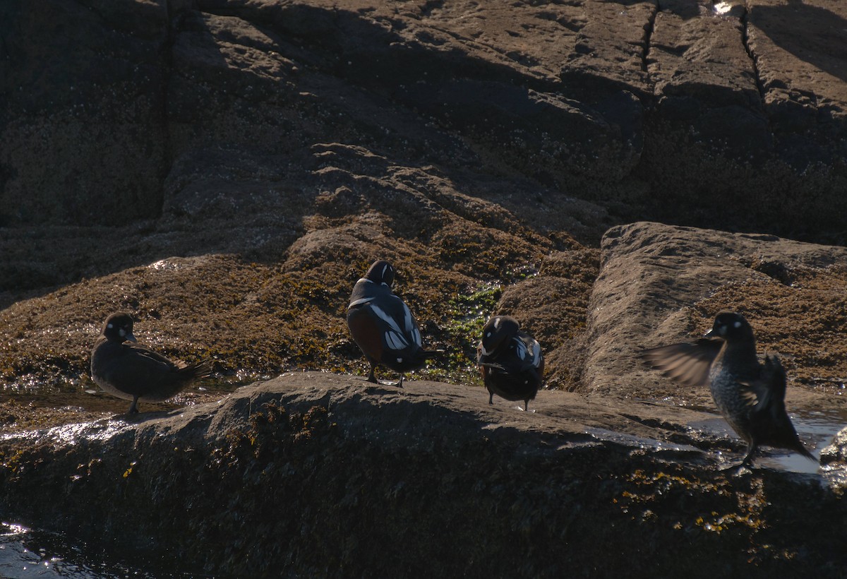 Moretta arlecchino - ML645874901