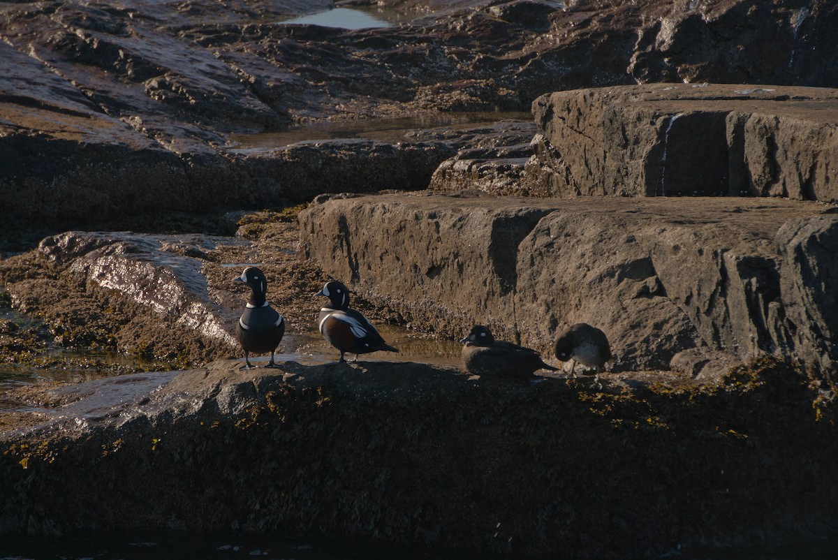 Moretta arlecchino - ML645874902