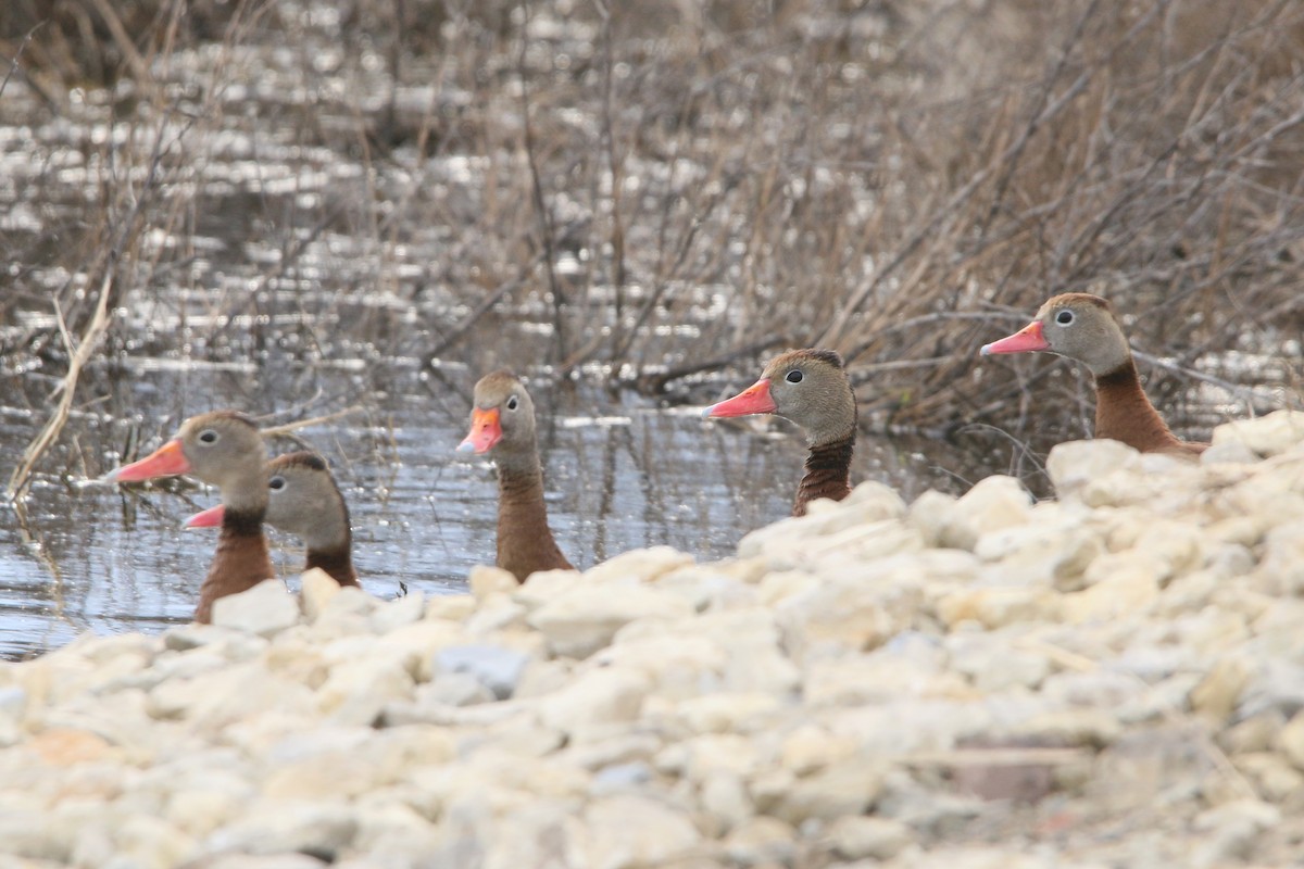 Black-bellied Whistling-Duck - ML645874910