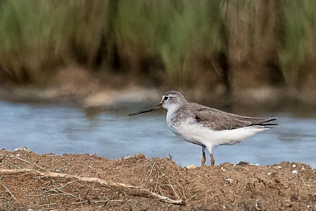 Terek Sandpiper - ML645874911