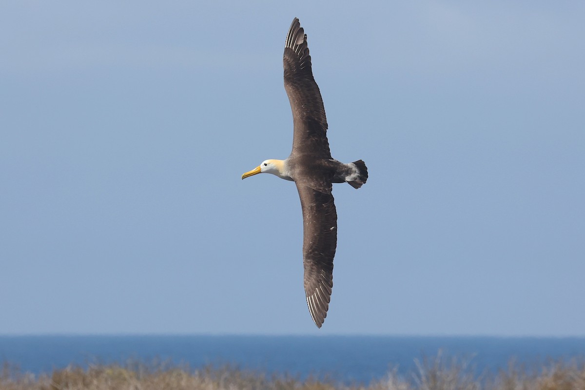 albatros galapážský - ML645874912
