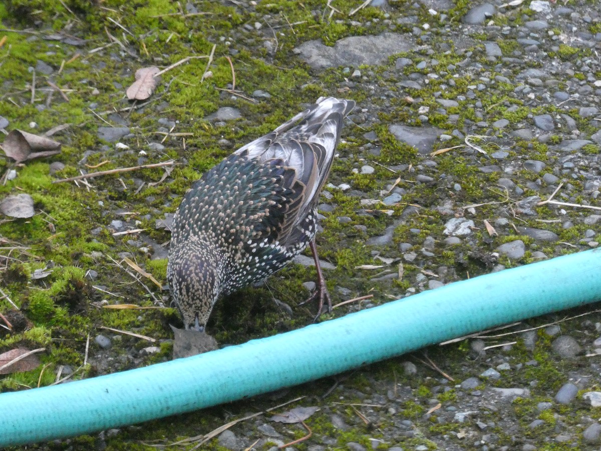 European Starling - ML645874924