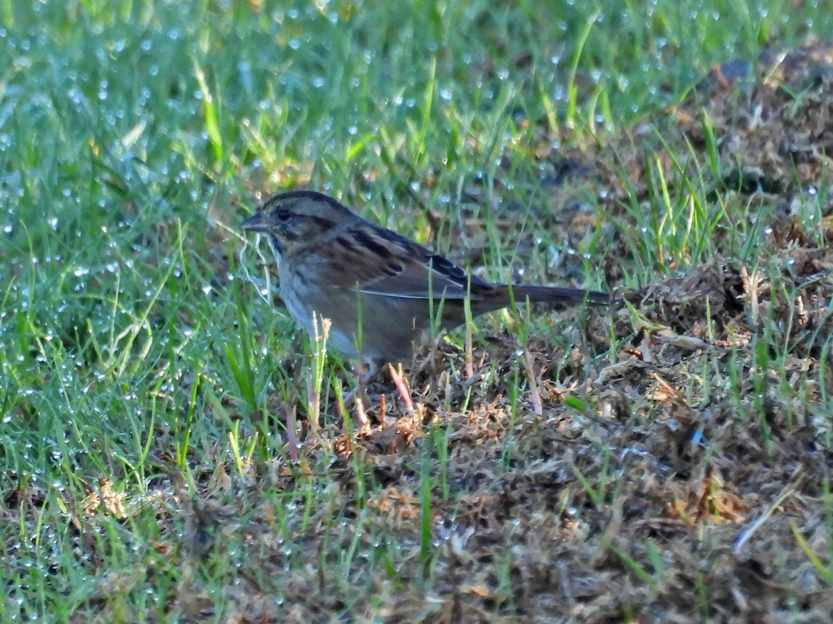 Swamp Sparrow - ML645874929
