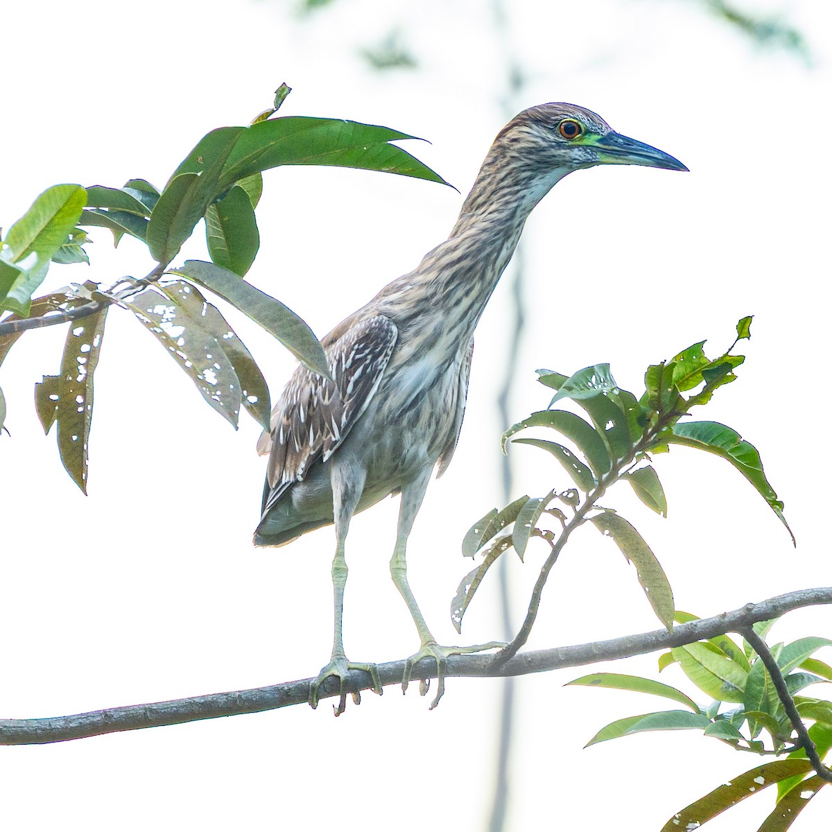 kvakoš žlutočelý - ML645874933