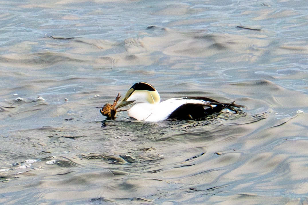 Edredone - ML645874936