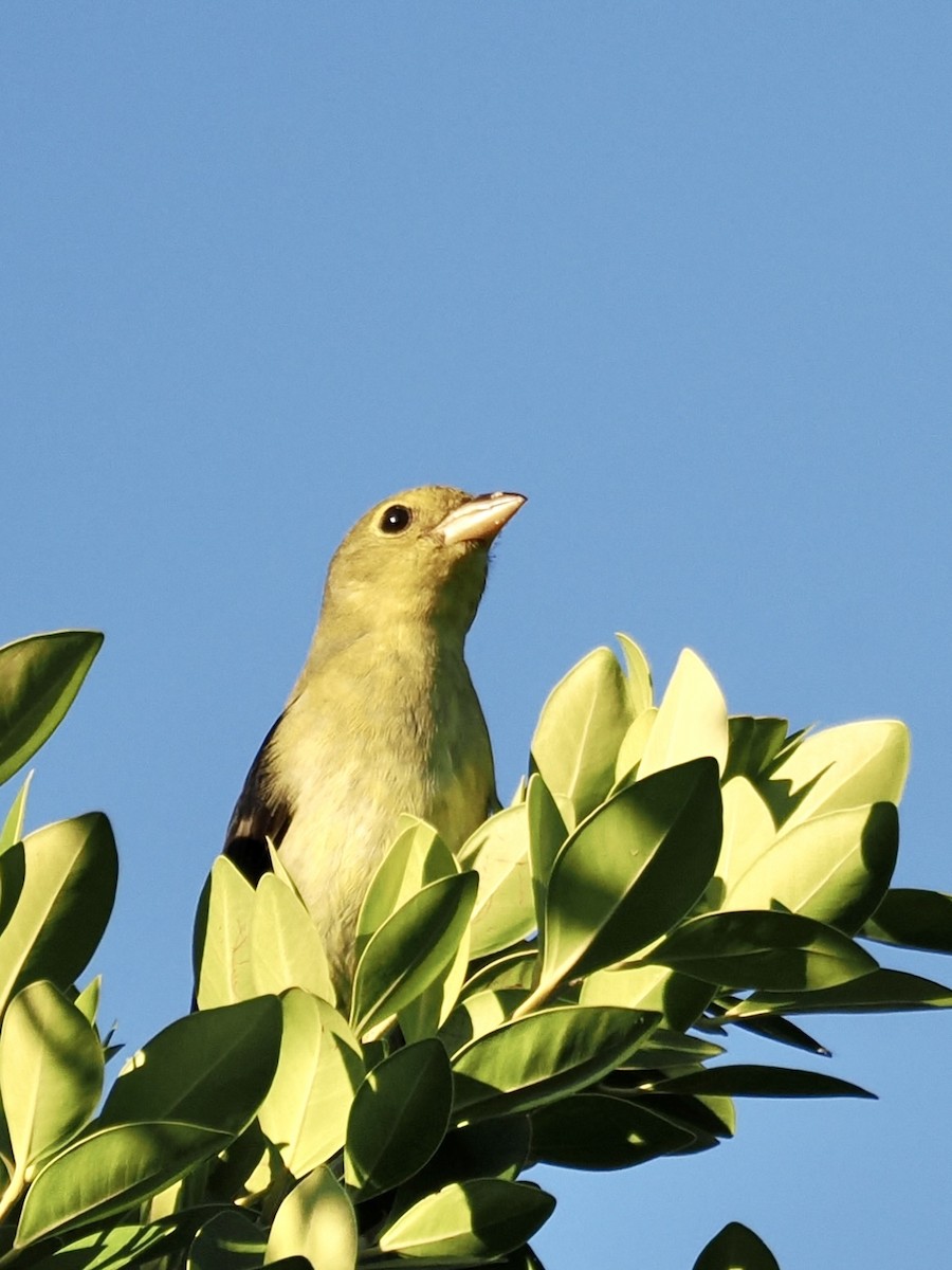 Scarlet Tanager - ML645874937