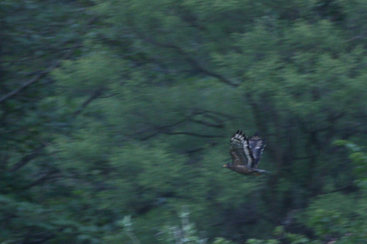 Culebrera Chiíla - ML645874938