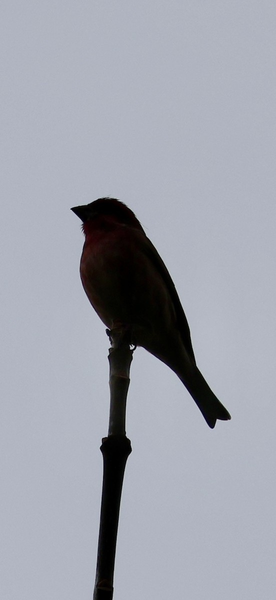 purpurfink - ML645874939