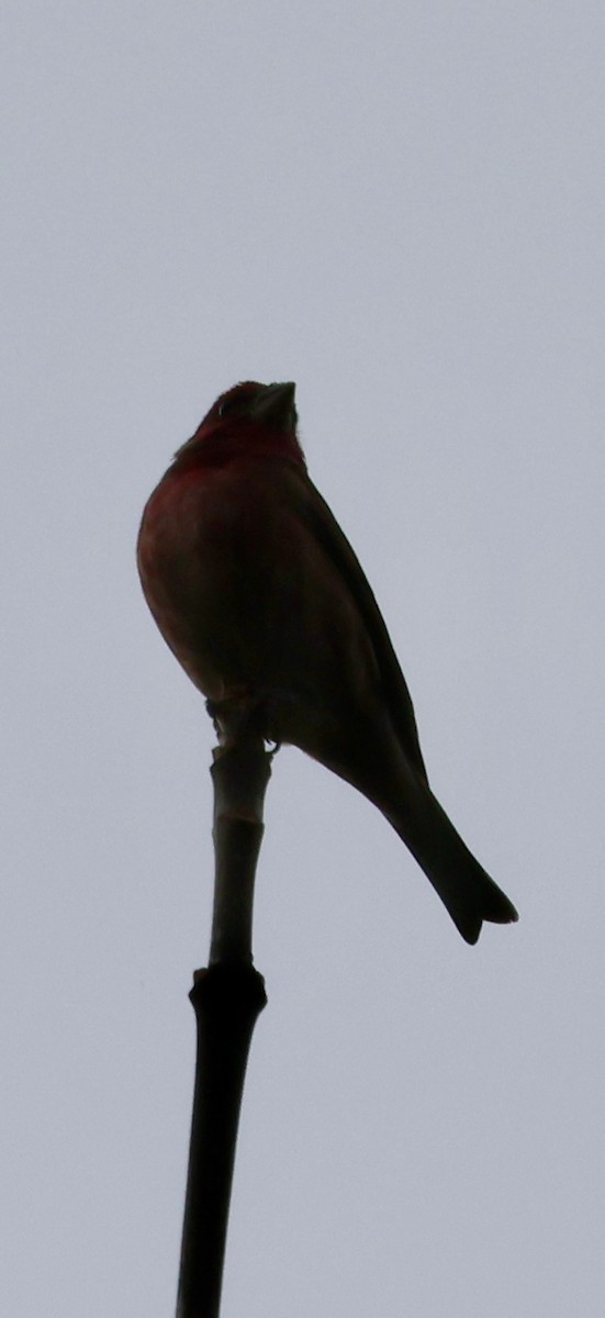 purpurfink - ML645874940