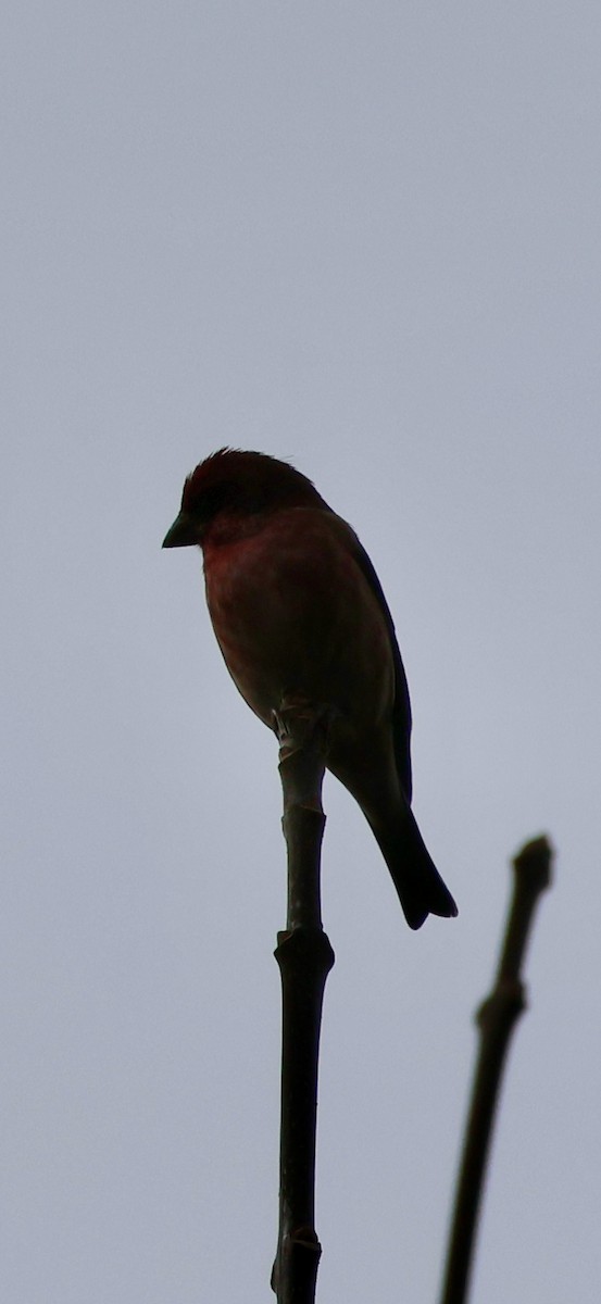 purpurfink - ML645874941