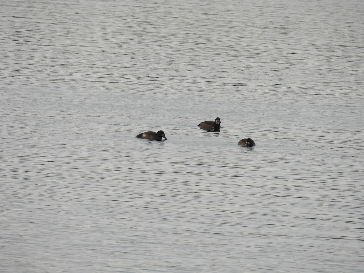 スズガモ - ML645874945