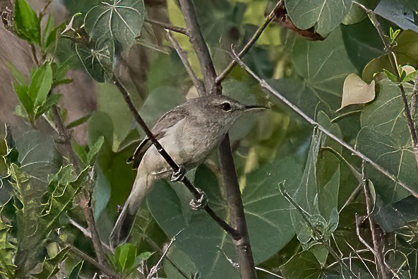 Clamorous Reed Warbler - ML645874946