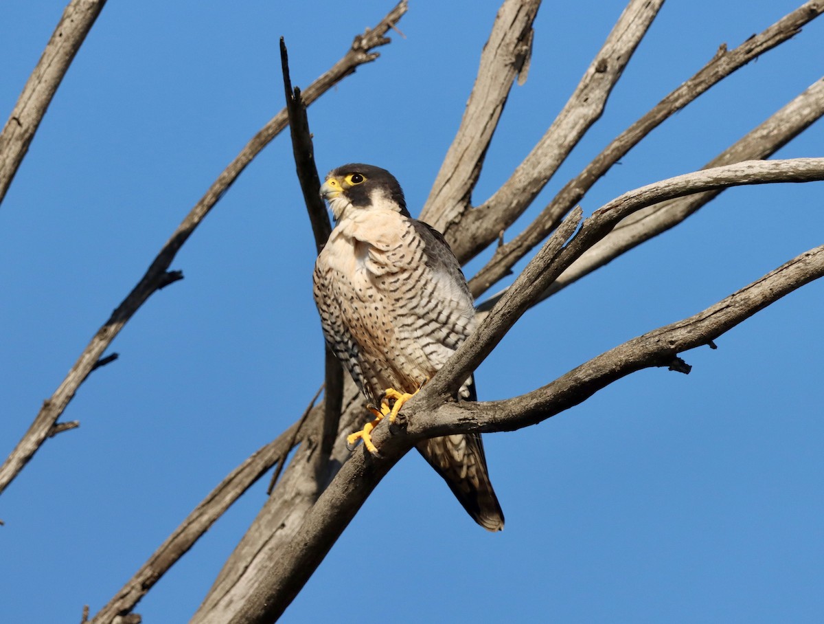 Peregrine Falcon - ML645874947