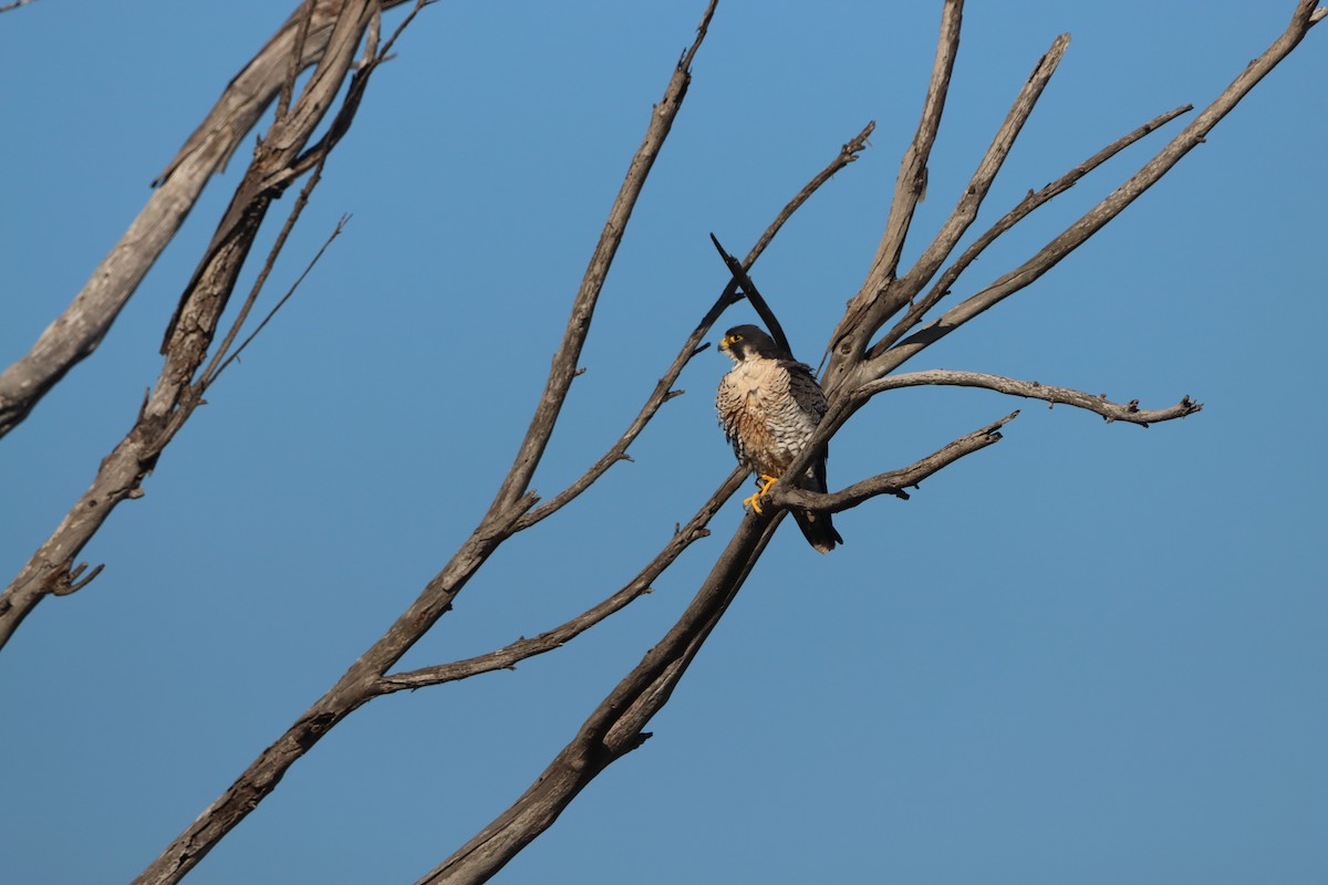 Peregrine Falcon - ML645874948