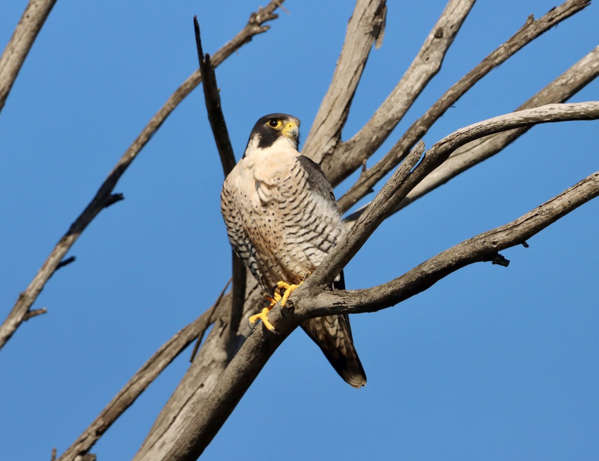 Peregrine Falcon - ML645874950