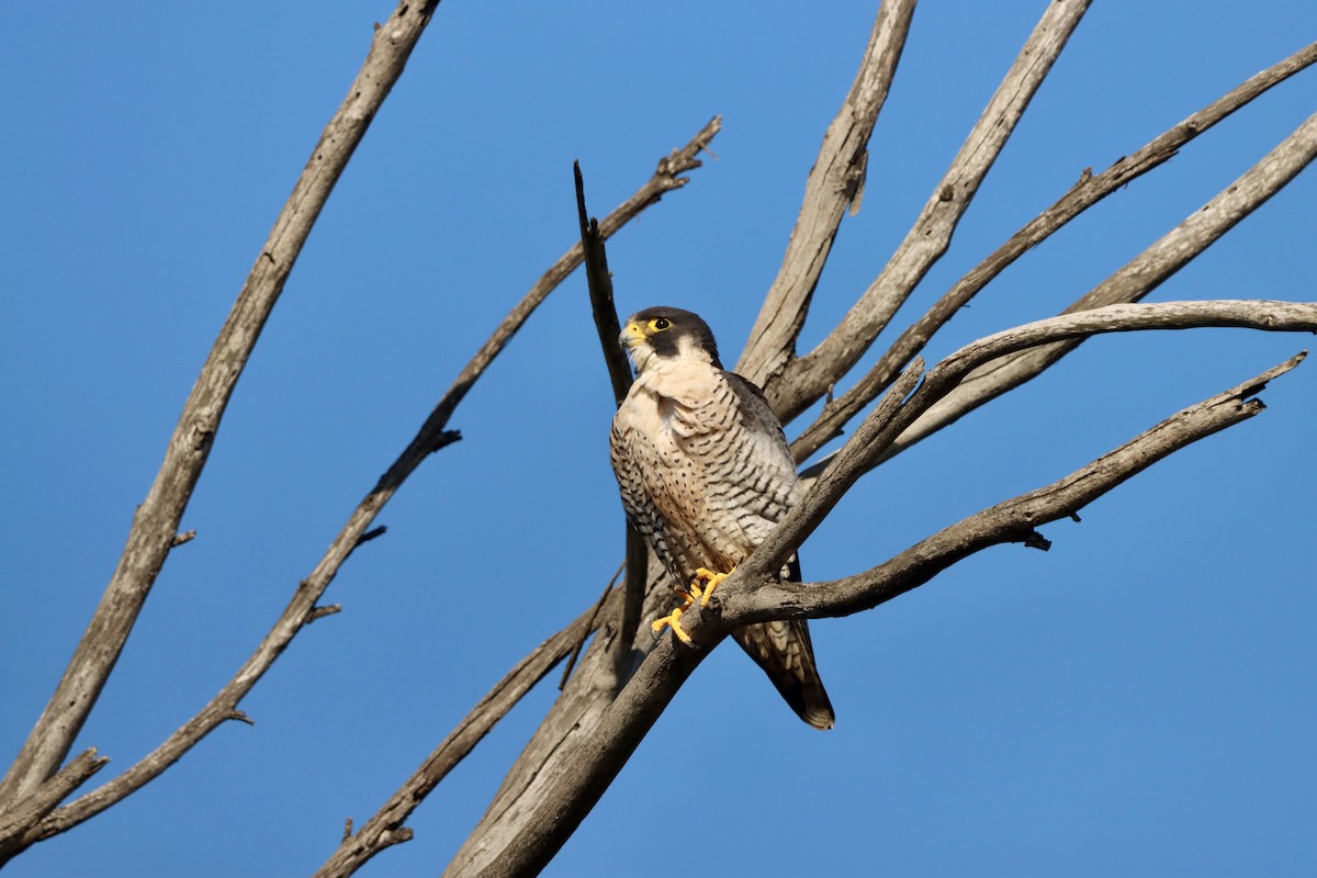 Peregrine Falcon - ML645874951