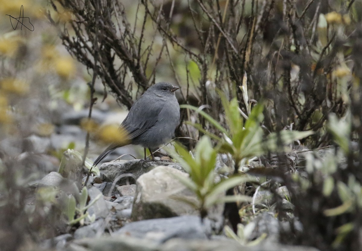 Plumbeous Sierra Finch - ML645874956