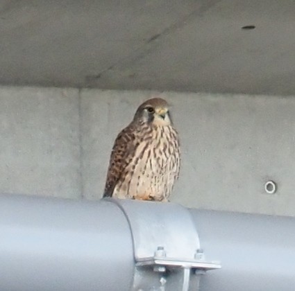 tårnfalk - ML645874968