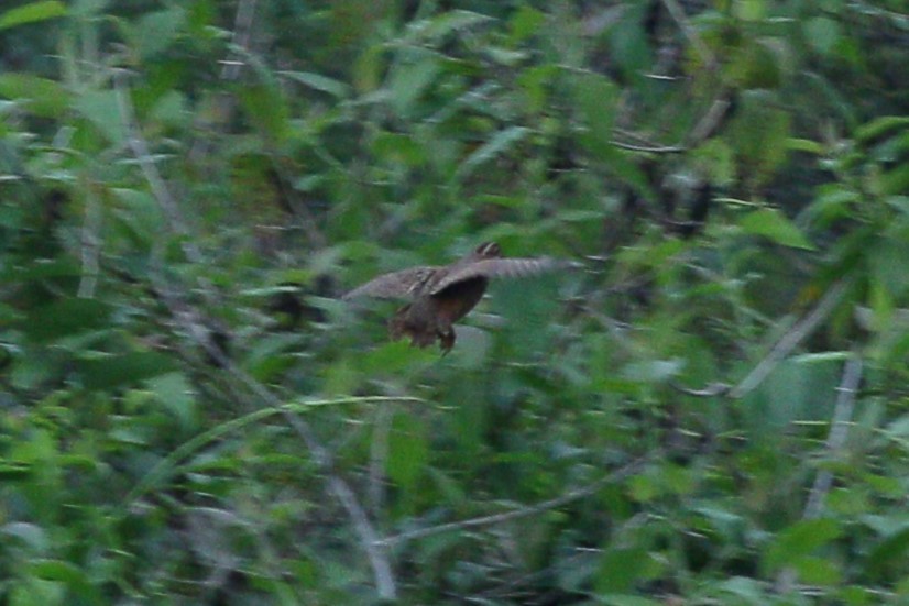 Jungle Bush-Quail - ML645874971