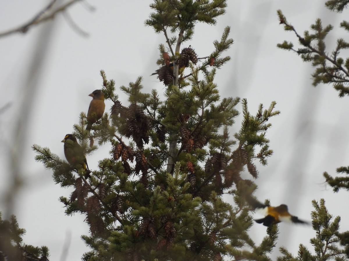 Evening Grosbeak - ML645874974