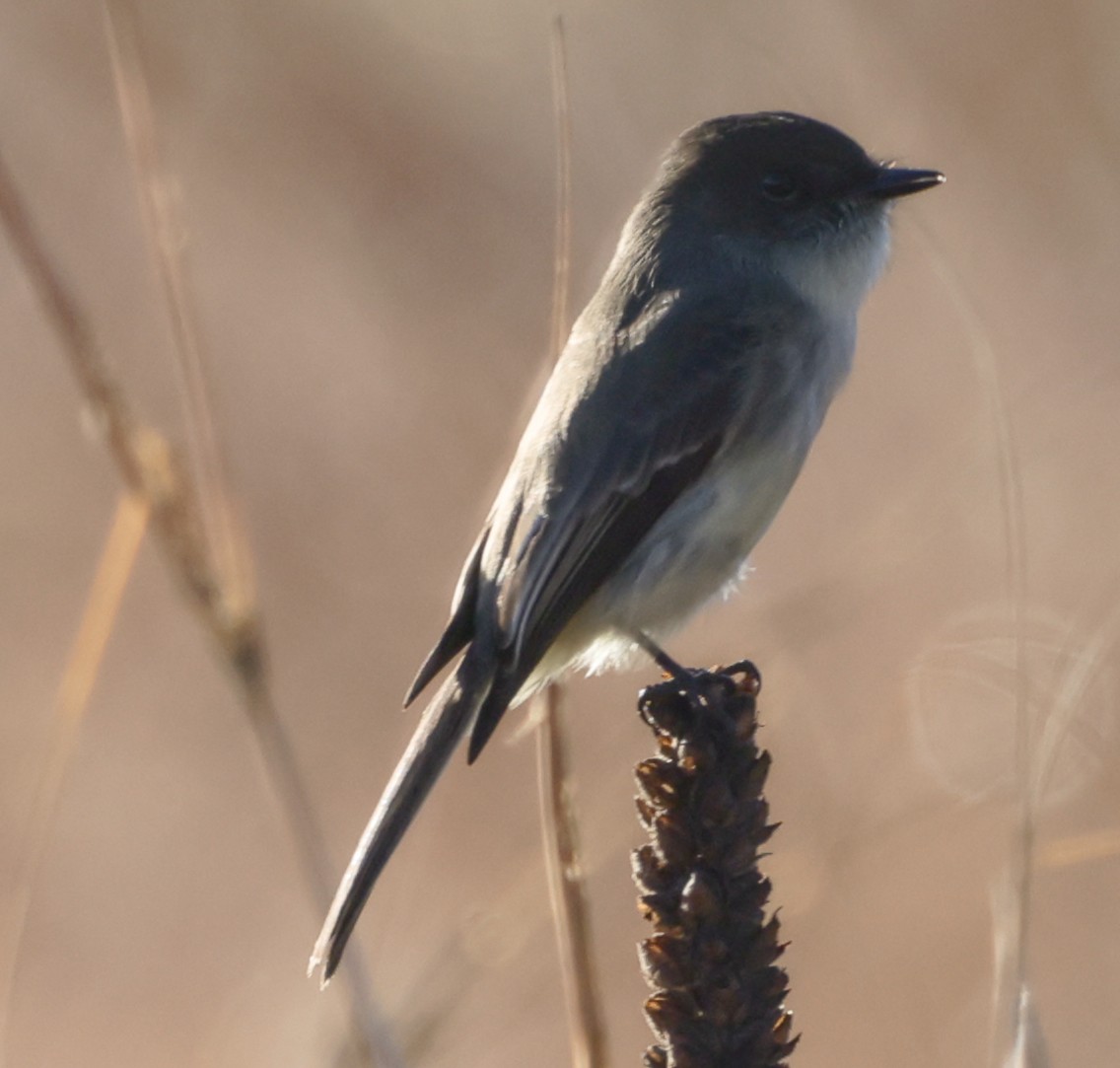 Eastern Phoebe - ML645874976