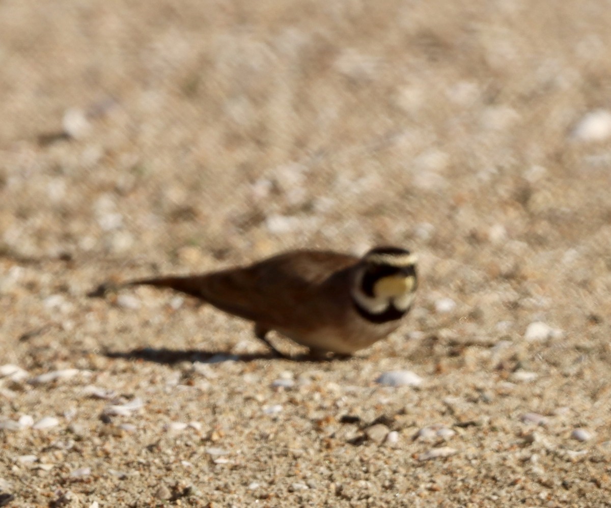 Жайворонок рогатий - ML645874977