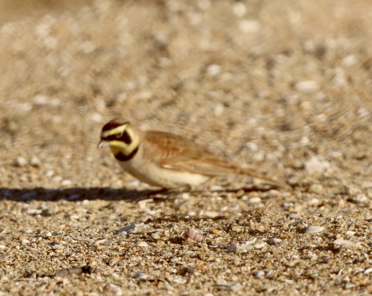 Жайворонок рогатий - ML645874978