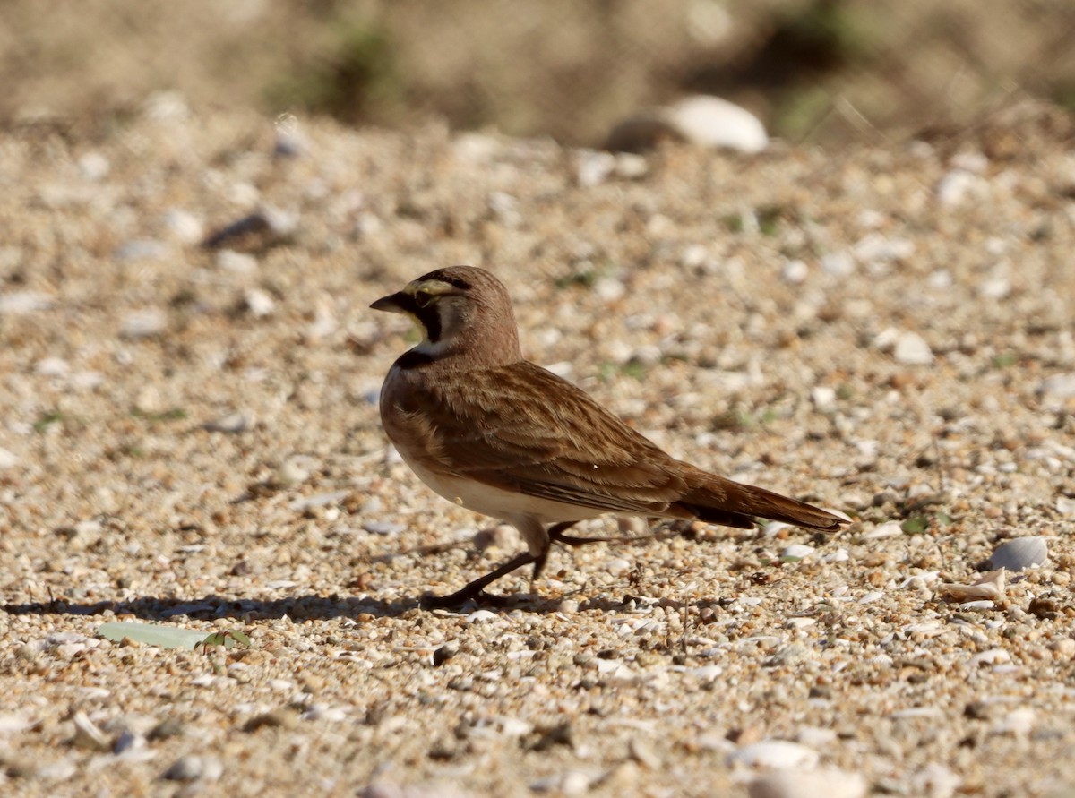 Жайворонок рогатий - ML645874979