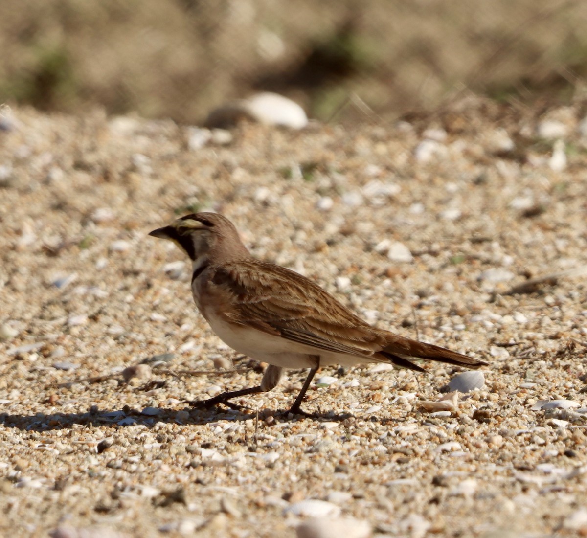 Жайворонок рогатий - ML645874980