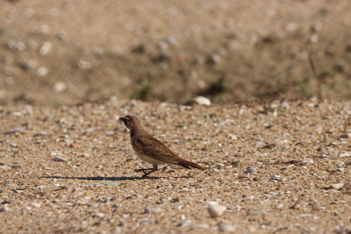 Жайворонок рогатий - ML645874982