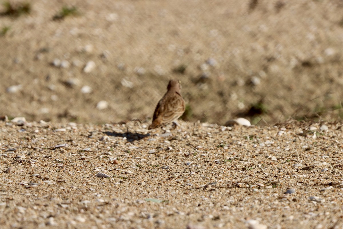 Жайворонок рогатий - ML645874983