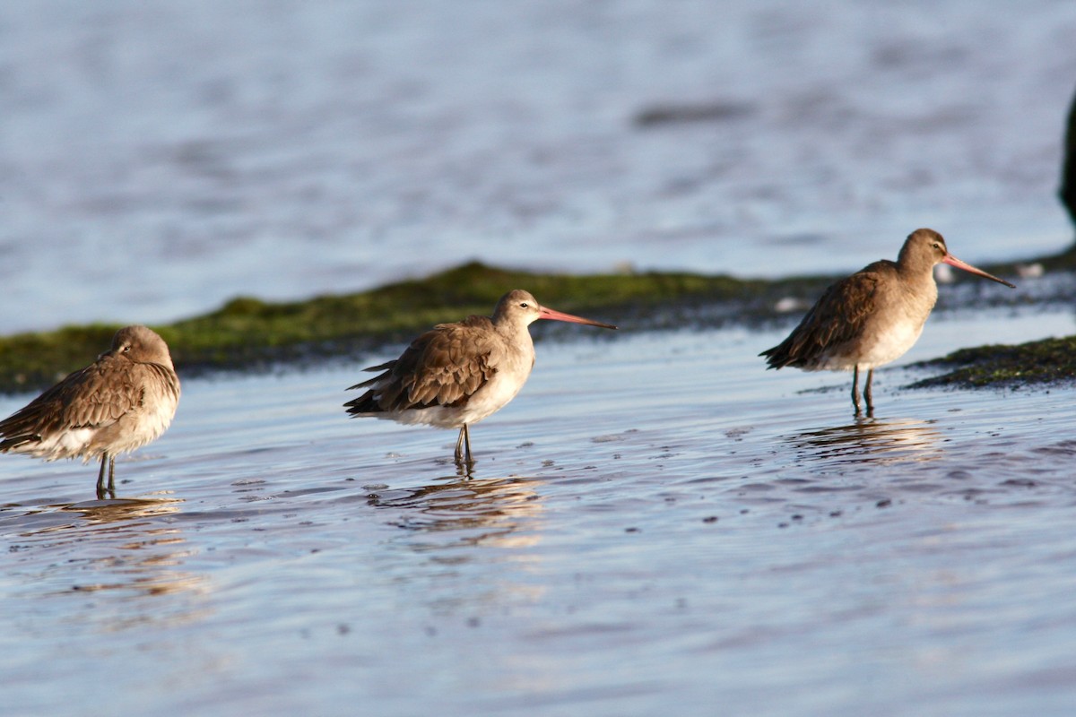 břehouš černoocasý - ML64587501