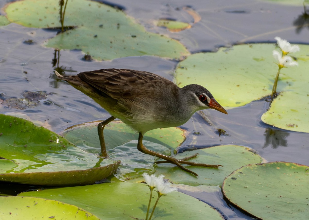 White-browed Crake - ML645875023