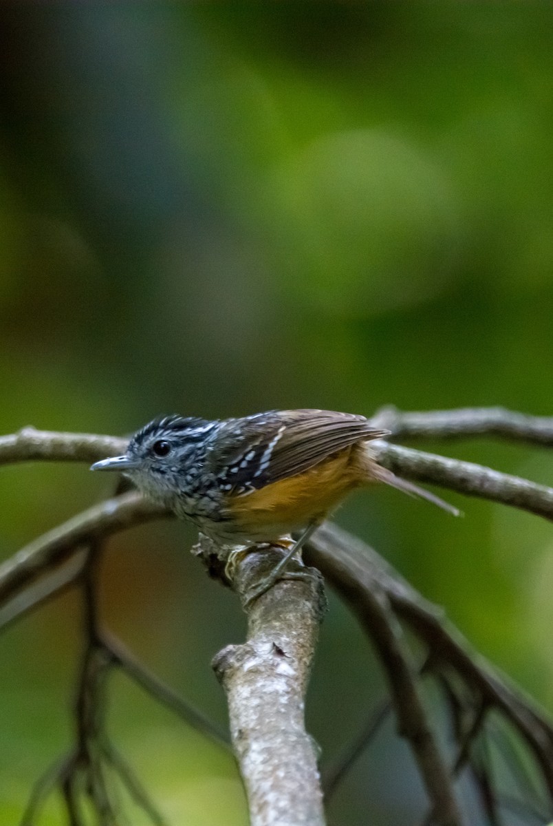 Spix's Warbling-Antbird - ML645875025