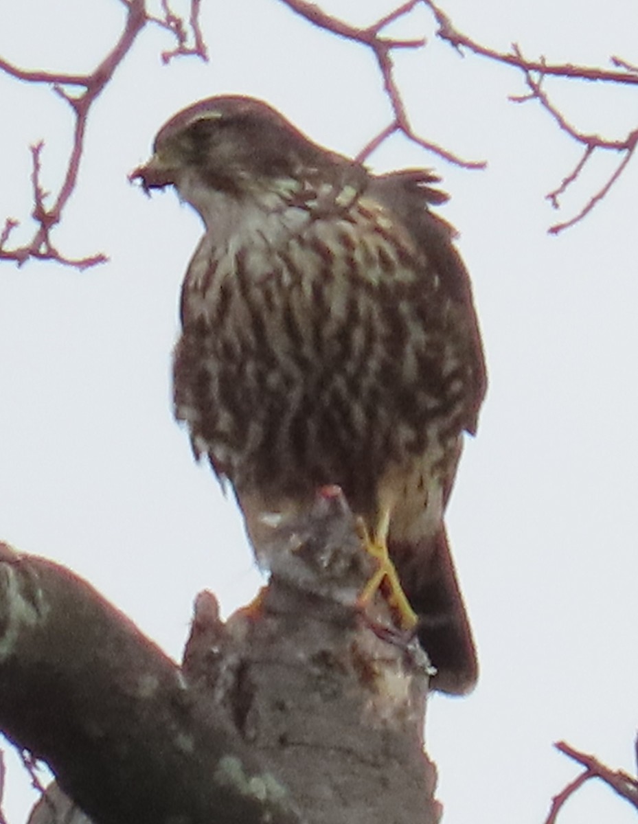 dřemlík tundrový - ML645875038