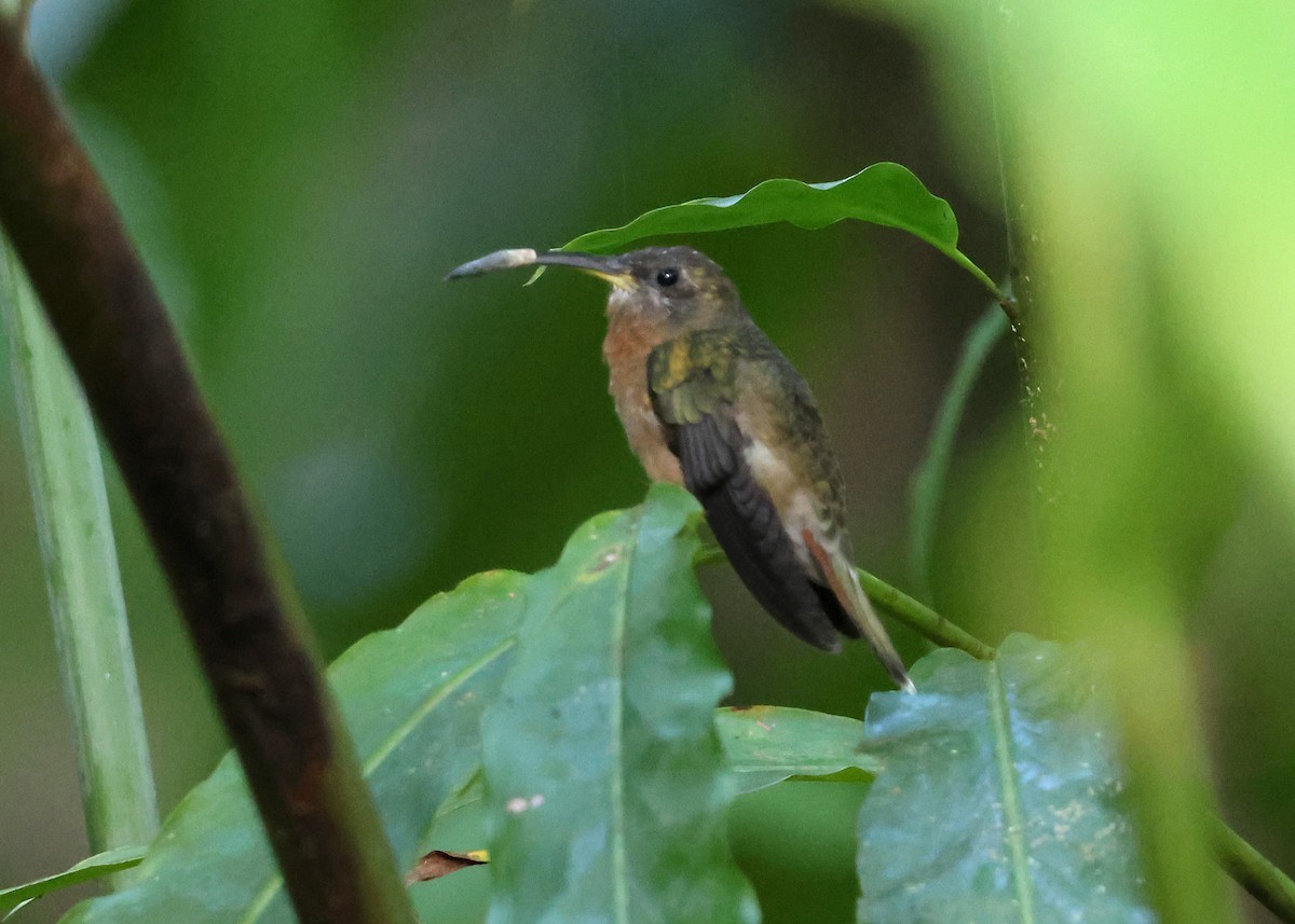 stripestrupeeremitt - ML645875043