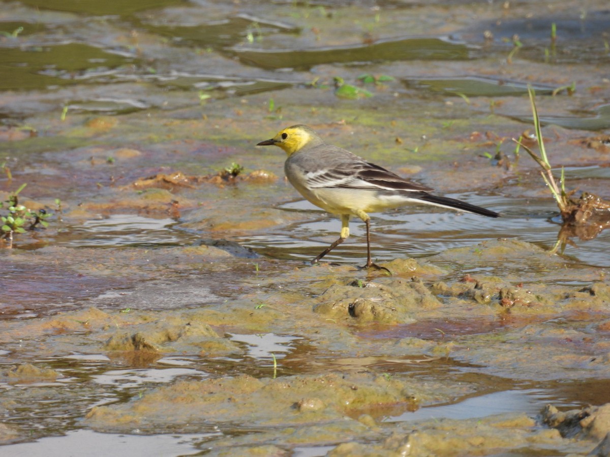 黃頭鶺鴒 - ML645875045