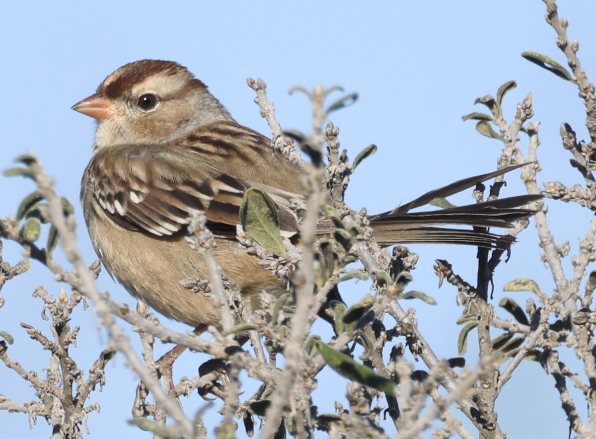 White-crowned Sparrow - ML645875067