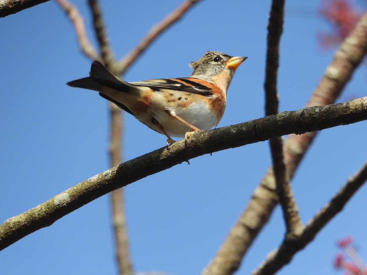 Brambling - ML645875076