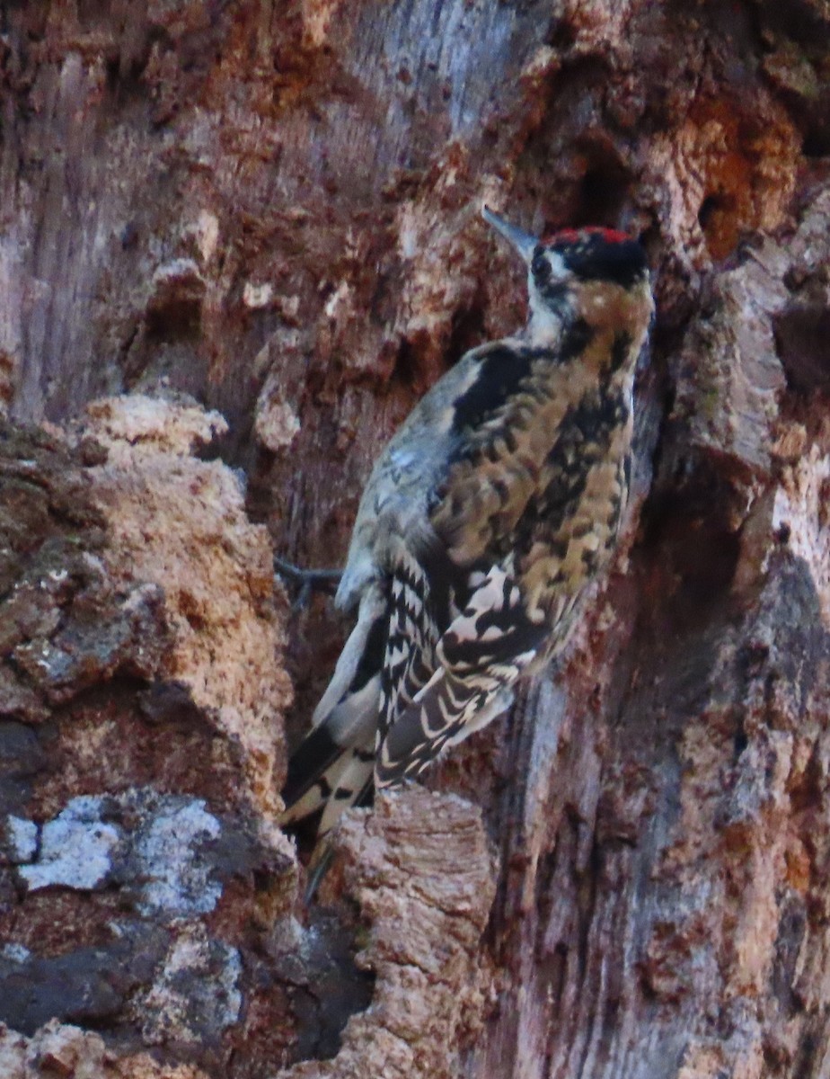 シルスイキツツキ - ML645875079